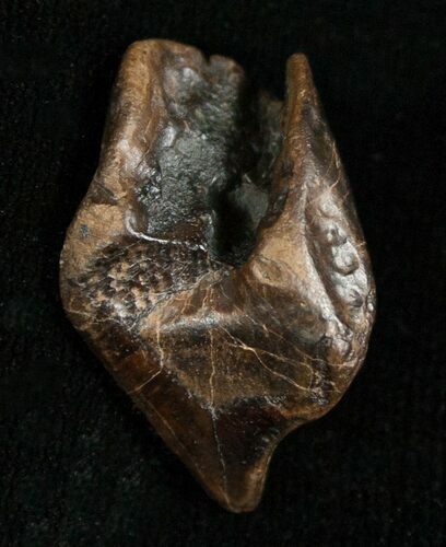 Inch Partially Worn Triceratops Tooth #5707